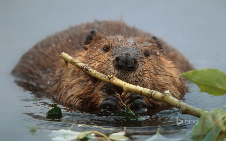 North American beaver in Denali National Park and Preserve, Alaska