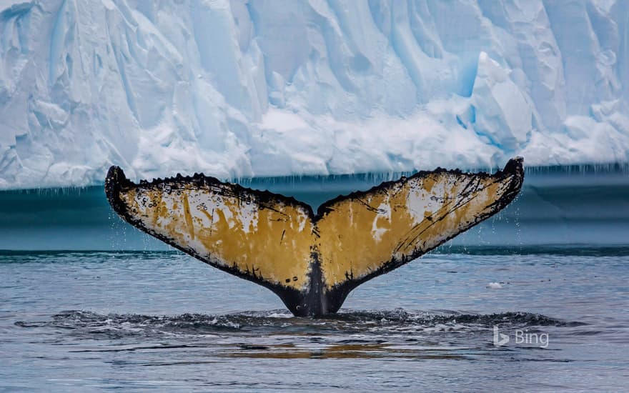 Humpback whale in Cierva Cove, Antarctica