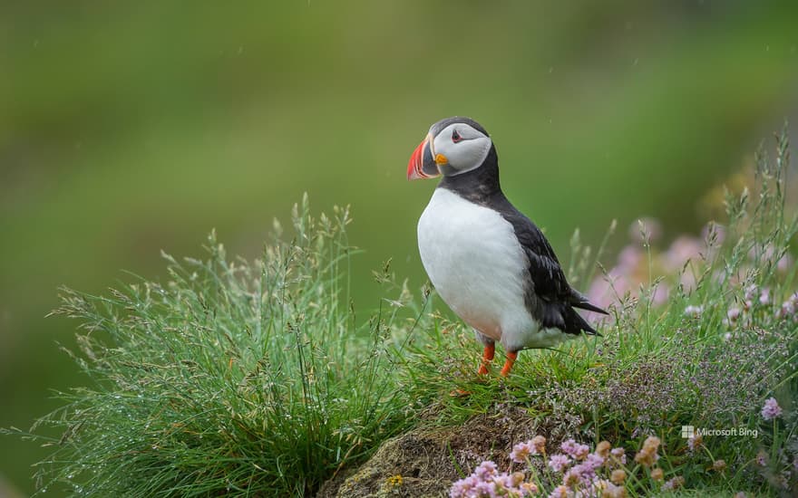 Atlantic puffin, Iceland