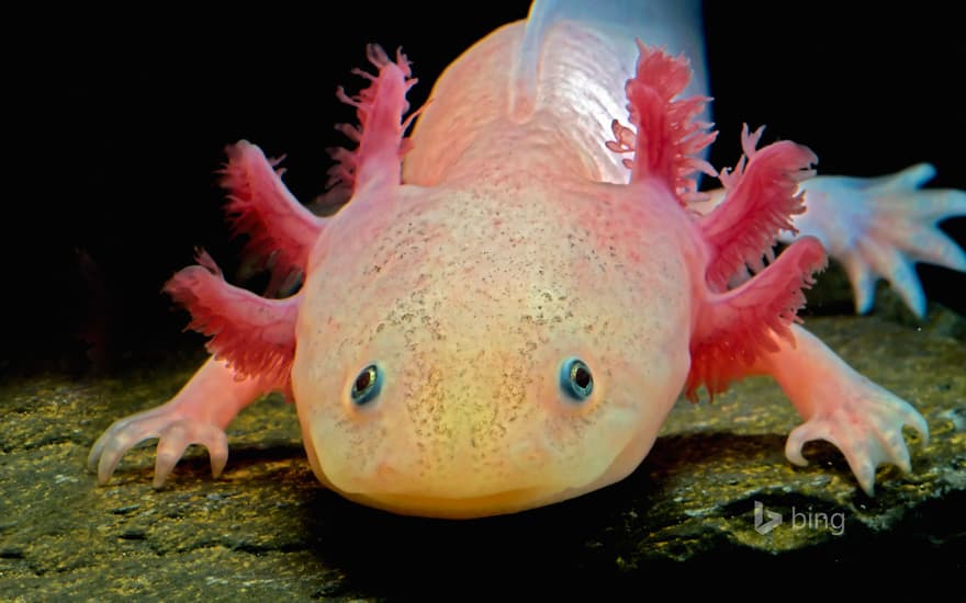 Axolotl