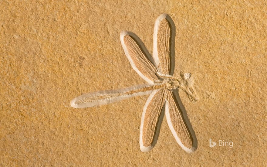 Dragonfly fossil, about 150 million years old, in Solnhofen, Bavaria, Germany