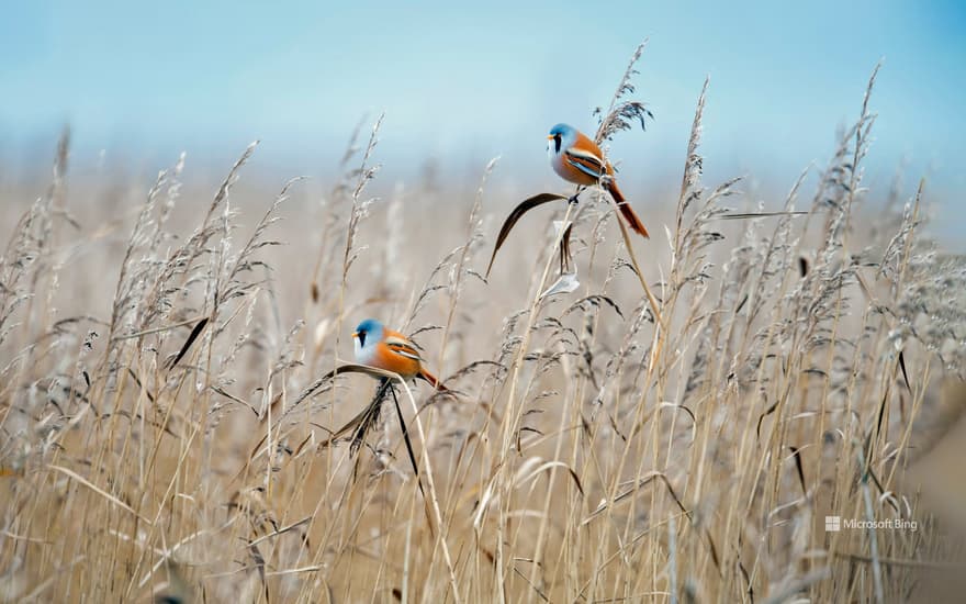 Bearded reedlings, Flevoland, Netherlands