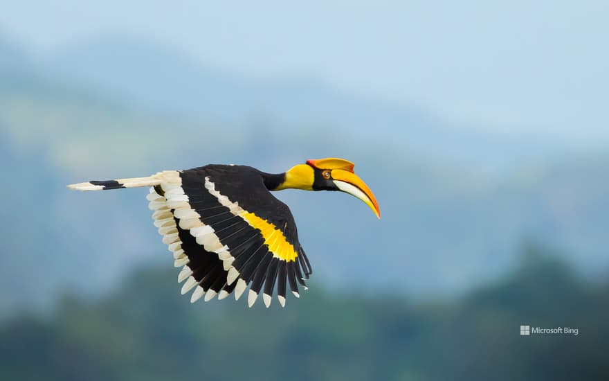 Great hornbill, Khao Yai National Park, Thailand