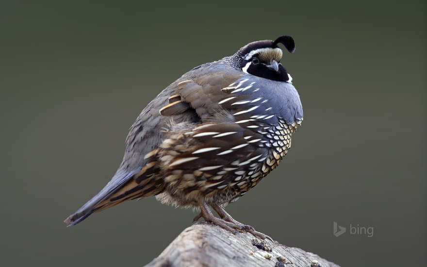 California quail