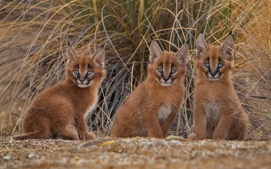 Caracal cubs