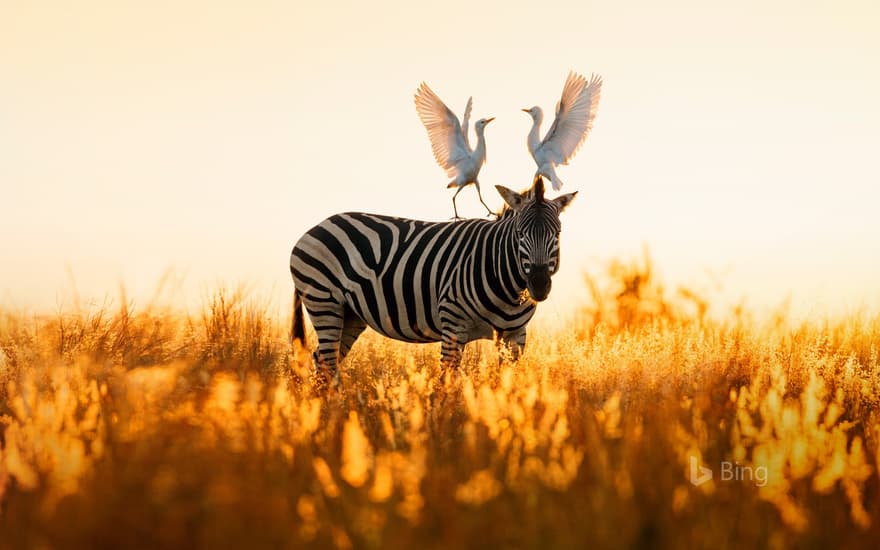 Cattle egrets atop a Burchell's zebra in Rietvlei Nature Reserve, South Africa