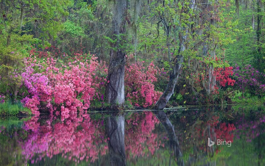 Azaleas in bloom at Magnolia Plantation and Gardens, Charleston, South Carolina