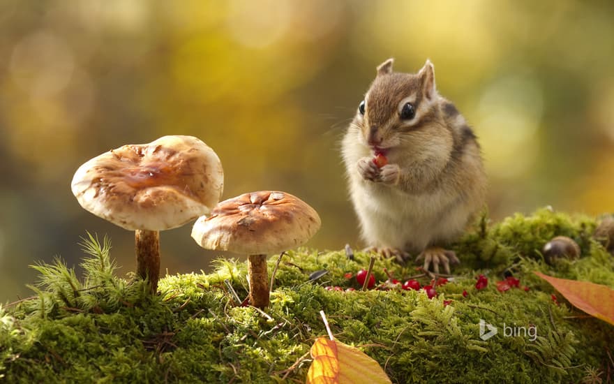 Chipmunk eating red berries