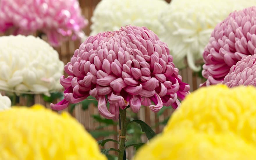 "Chrysanthemum flower" Chofu City, Tokyo