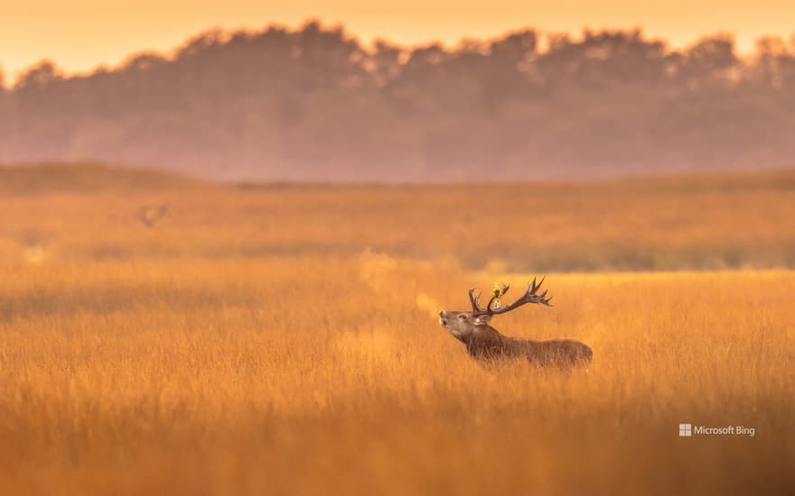 Red deer stag in De Hoge Veluwe National Park, Netherlands