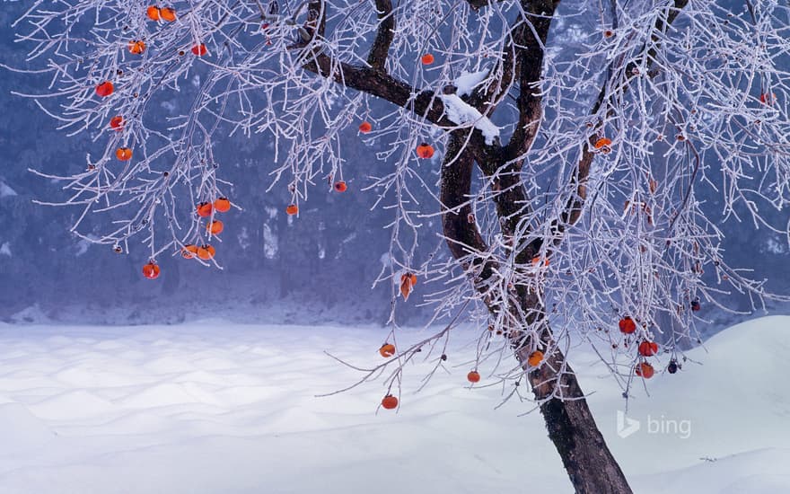 Japanese persimmon tree in winter, Fukushima Prefecture, Japan