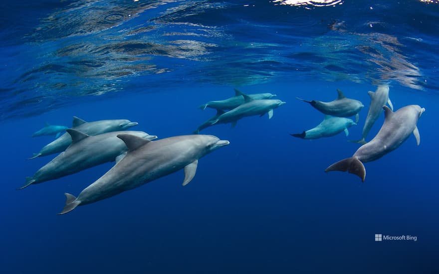 Dolphin pod near Réunion island, Indian Ocean, overseas department of France