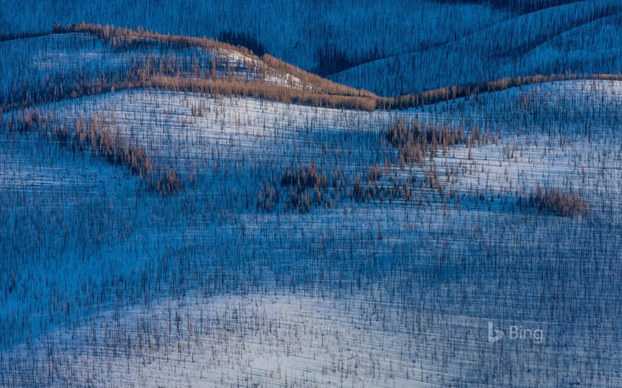 Fire-damaged forest near Wolf Creek Pass, Colorado