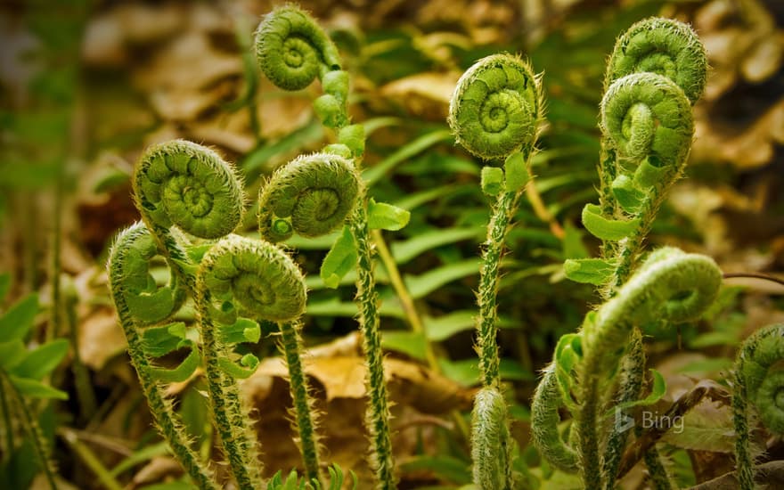 Fiddlehead ferns at Valley Falls Park in Vernon, Connecticut