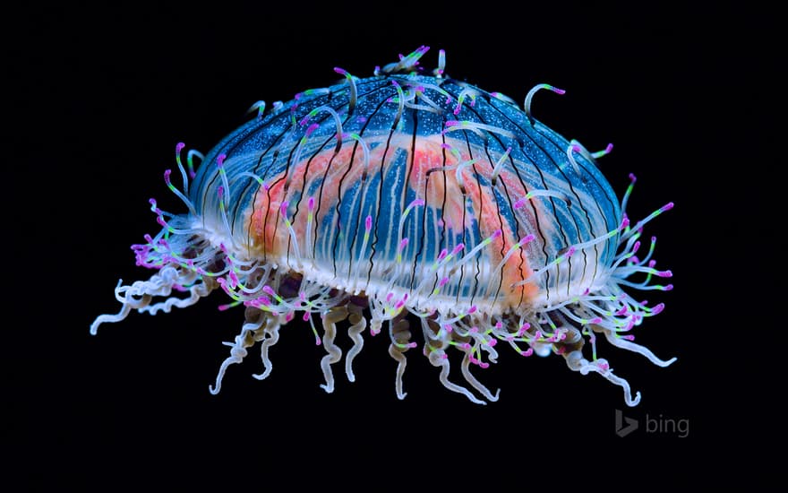 Flower hat jelly