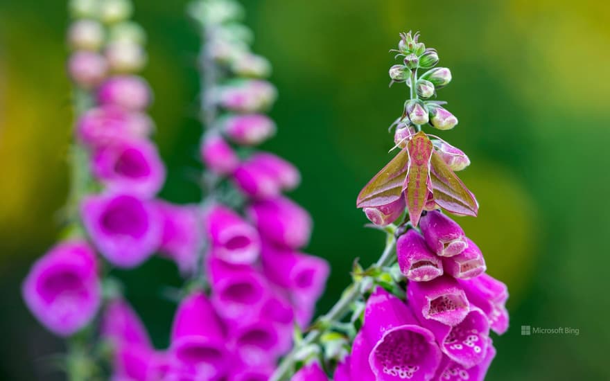 Elephant hawk-moth on foxglove flower