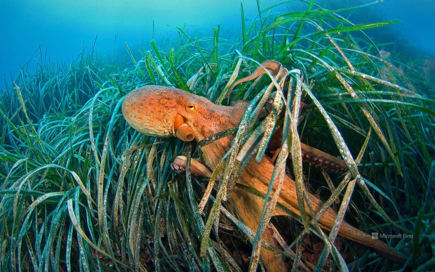 Common octopus, Gulf of Lion, Mediterranean Sea