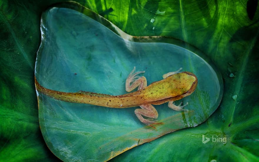 An adolescent frog in a drop of water