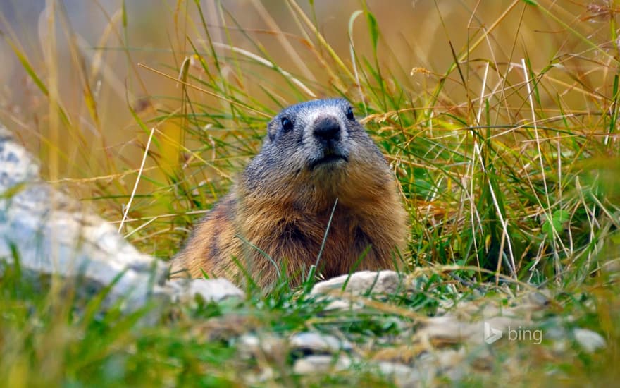 Alpine marmot