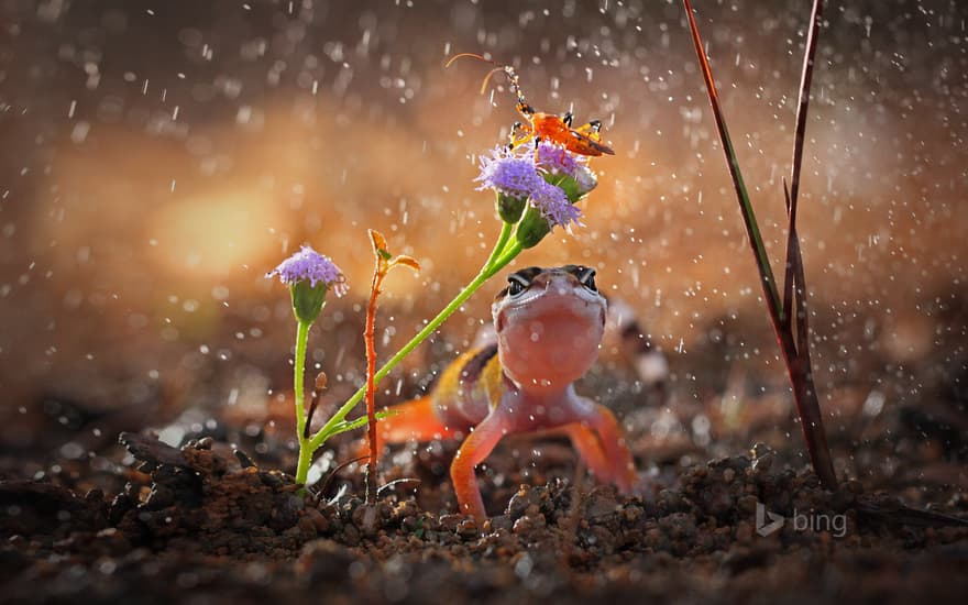 Gecko and insect on rainy day, Indonesia