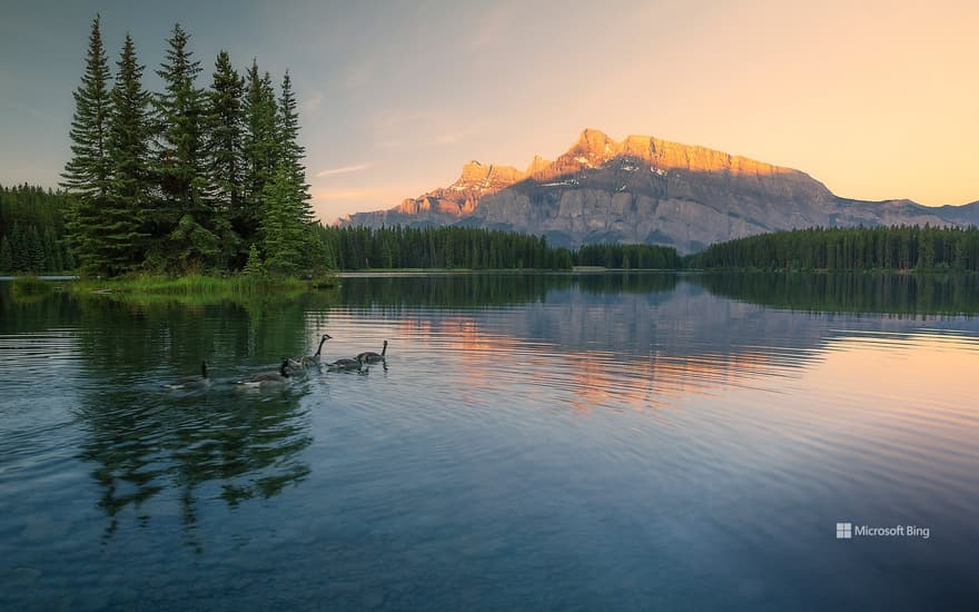 A family of Canadian geese swimming in a lake in Banff National Park, Alberta