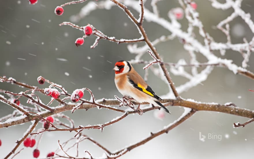 A European goldfinch perched among rosehips in snow