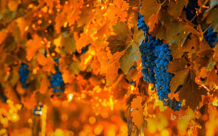 Grapes on the vine in Mendoza, Argentina