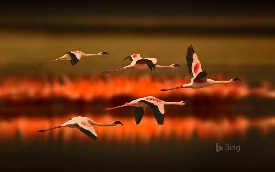 Greater flamingos in Tanzania