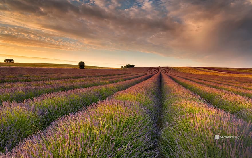 Lavender field, Hertfordshire, England