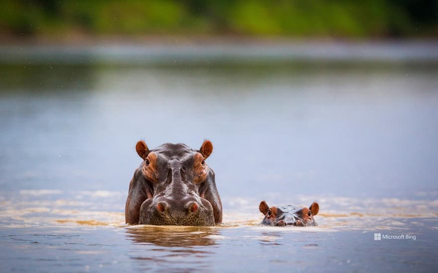 Hippopotamus mother and calf, South Luangwa National Park, Zambia