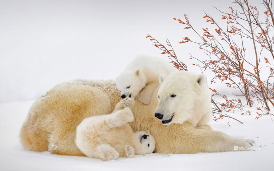 Polar bears, Wapusk National Park, Manitoba, Canada