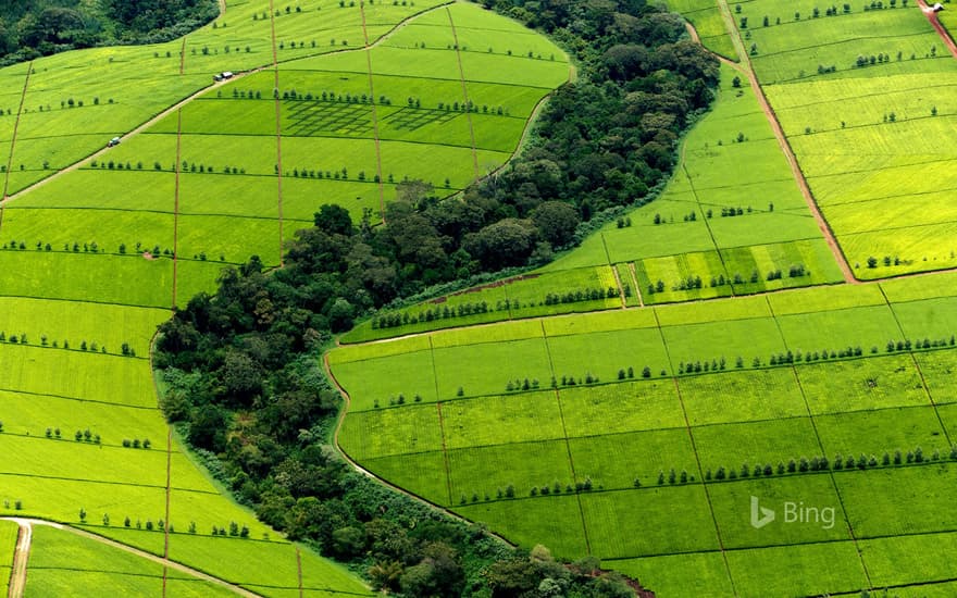 Tea plantation in Kericho County, Kenya