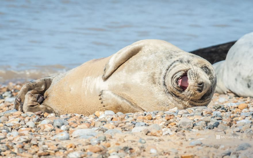 Grey seal with laughing expression on a stony beach in Norfolk, England