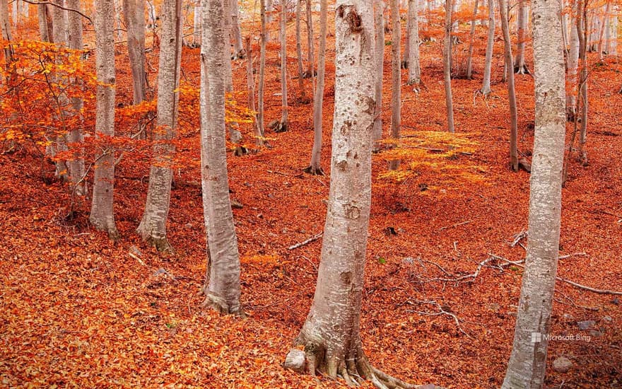 Peña Roya beech forest, Moncayo Natural Park, Zaragoza, Aragon, Spain