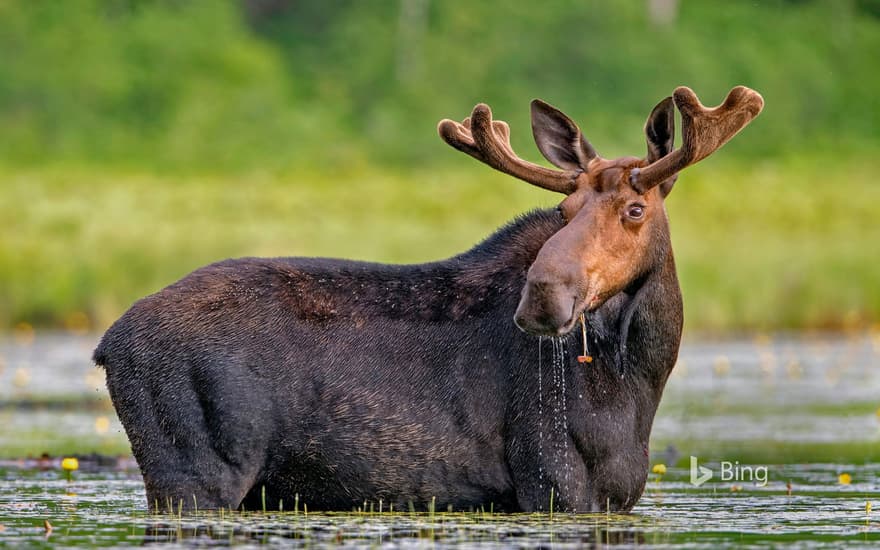 Moose snacking on water lilies in Millinocket, Maine