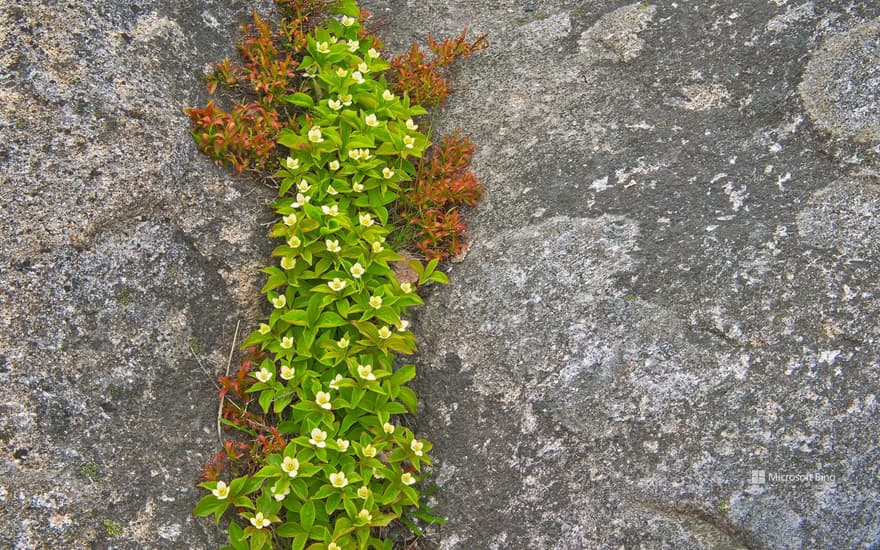 A close-up of bunchberry in Rose Blanche, Newfoundland