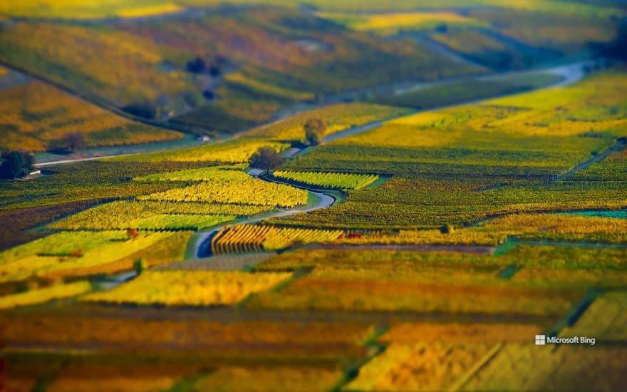 Aerial view of geometric grape fields, vineyard in Alsace