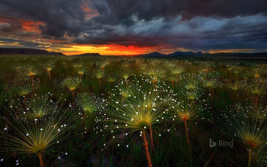 Paepalanthus flowers at sunset, Chapada dos Veadeiros National Park, Brazil