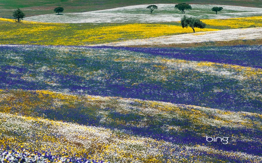 Spring flowers in Alentejo, Portugal