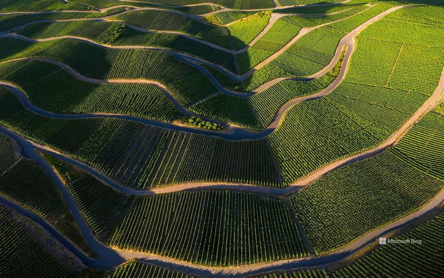 Vineyards in the Mosel Valley, Rhineland-Palatinate, Germany