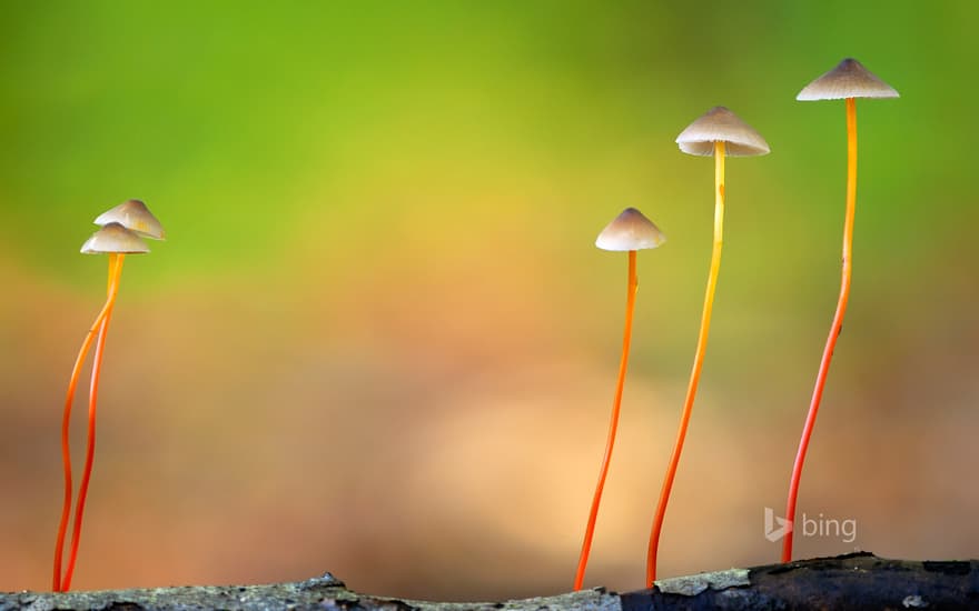 Saffrondrop bonnet mushrooms in Meerdaal, Belgium