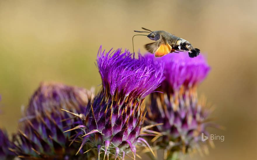 Hummingbird hawk-moth feeding on flower, Sardinia, Italy