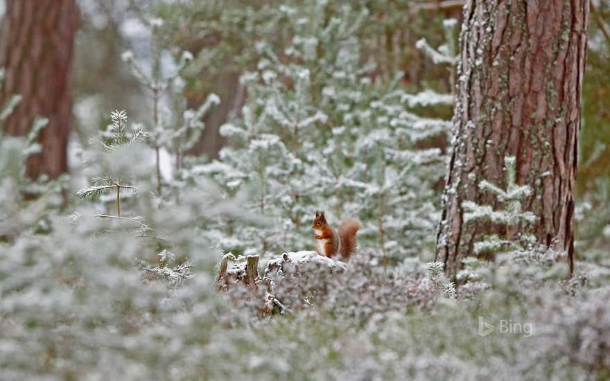 Red squirrel in Cairngorms National Park, Scotland