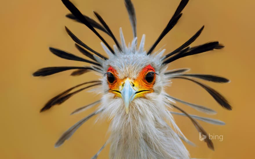 Secretary bird, Kruger National Park, South Africa