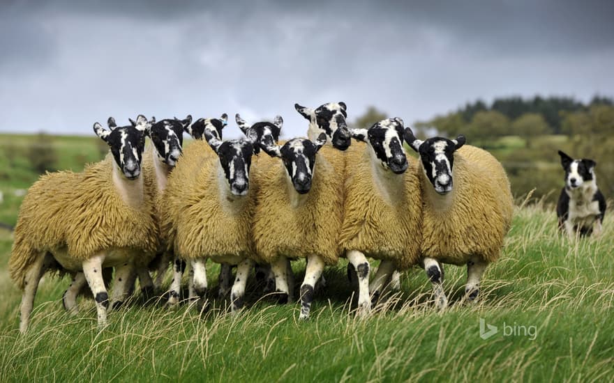 Sheep with a border collie in England