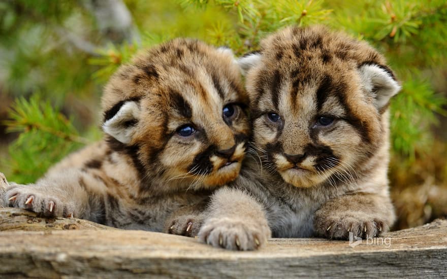 Mountain lion cubs near Bozeman, Montana