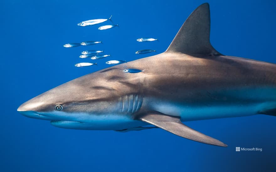 Silky shark in Jardines de la Reina, Cuba