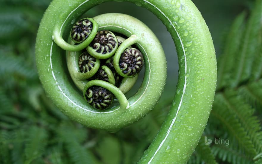 Silver fern frond, New Zealand