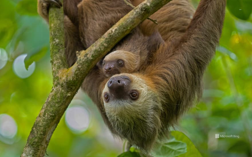 Hoffmann's two-toed sloth mother and young, Puerto Viejo de Talamanca, Costa Rica