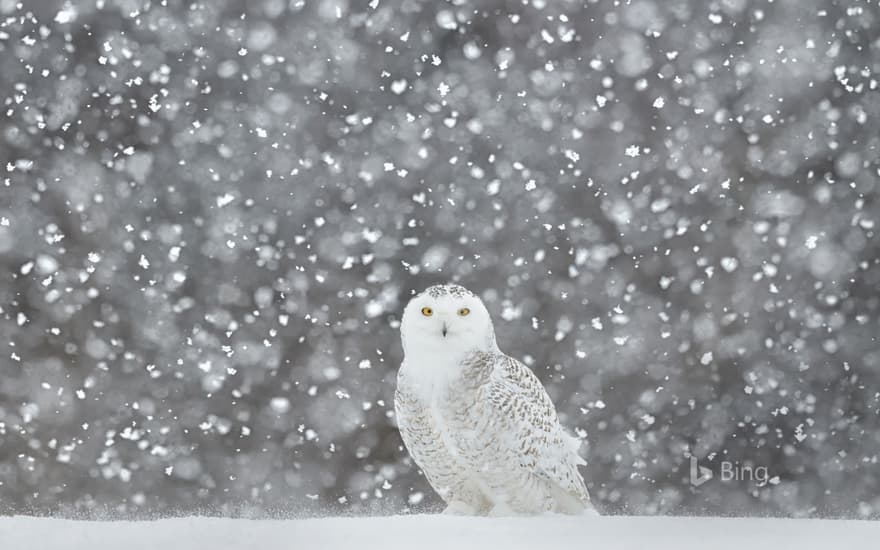 Snowy owl